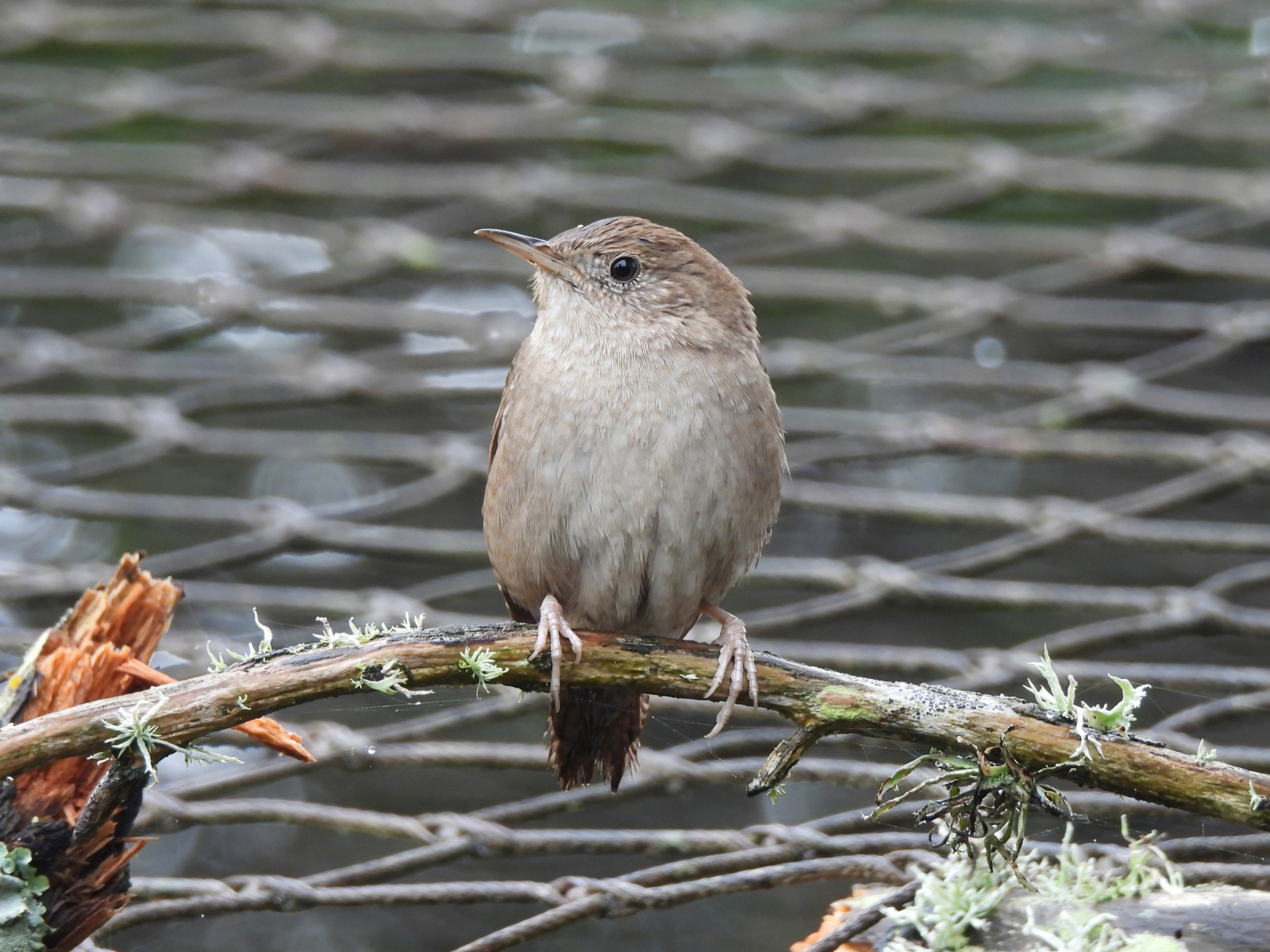 image Northern House Wren